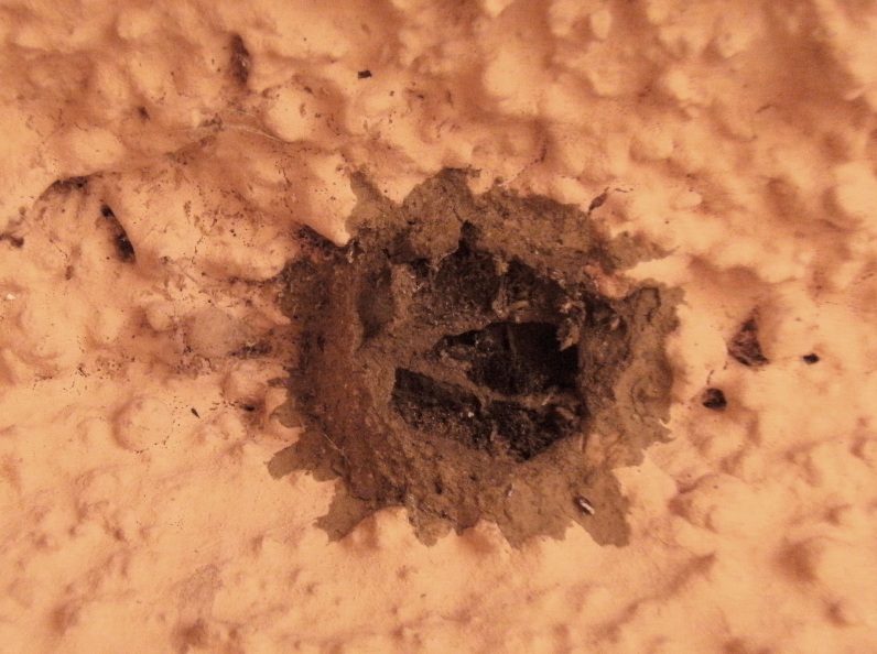 Nido parassitato di Megachile (Chalichodoma) sp.